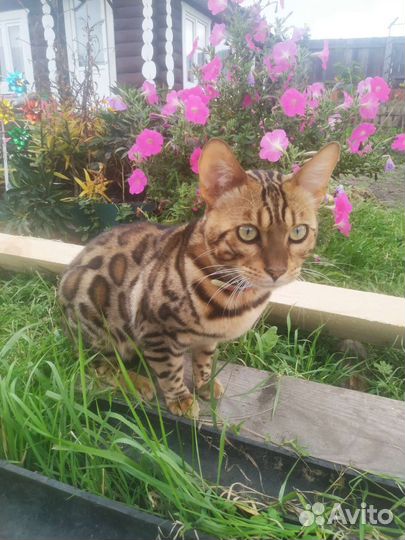 Бенгальский кот вязка