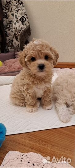 Мальтипу ф1