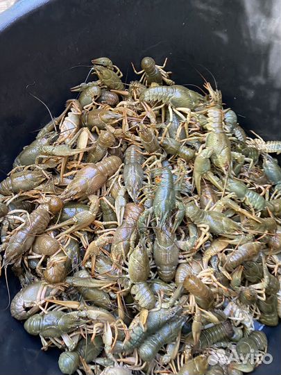 Раки живые и вареные