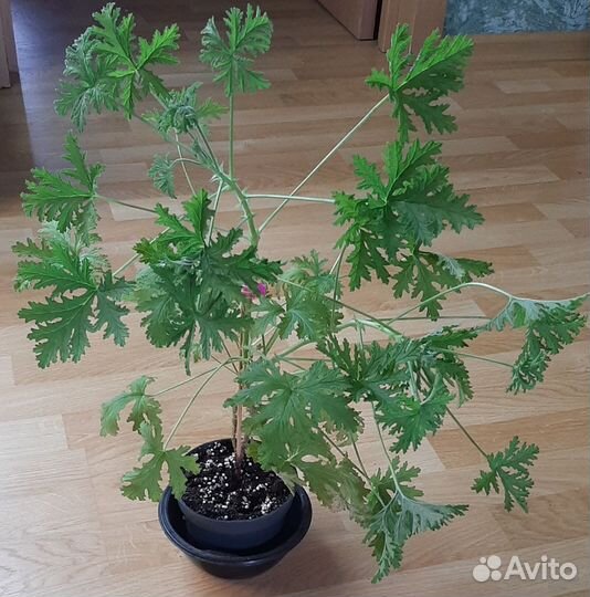 Пеларгонии