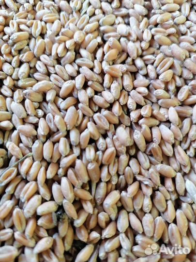 Зерно пшеница. Овес