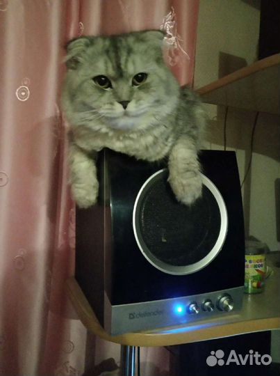 Вязка шотландец вислоухий