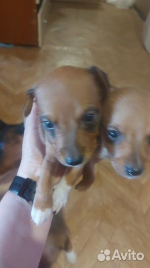 Отдам щенков