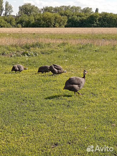 Гуси,цесарки