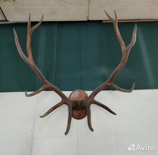 Рога оленя