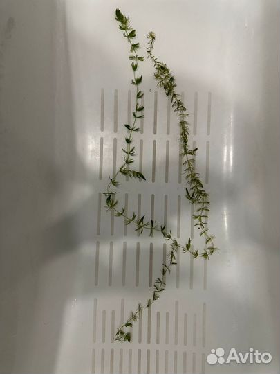 Растения для аквариума