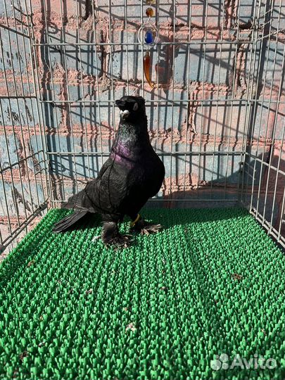 Голуби узбекские двухчубые