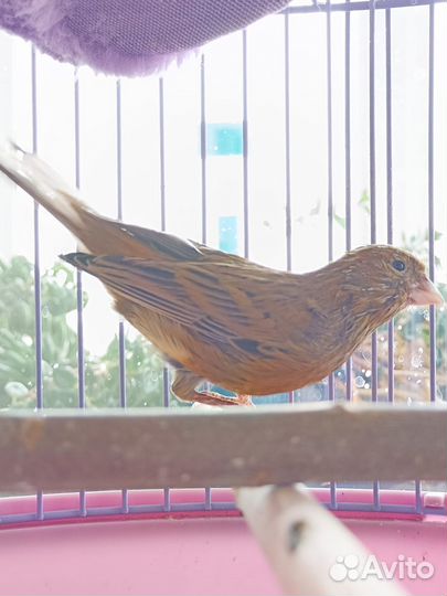 Канарейка-самка 3 года красная