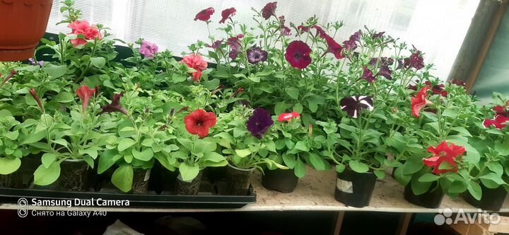 Рассада петуньи
