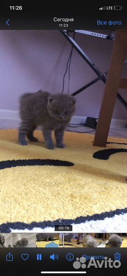 Шотландский вислоухий котенок