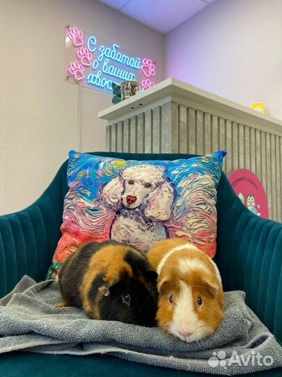 Груминг уход за собаками и кошками