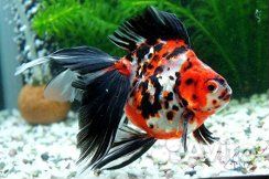 Вуалехвостые