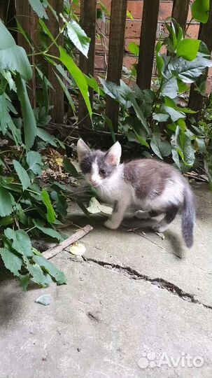 Эльфийский котёнок