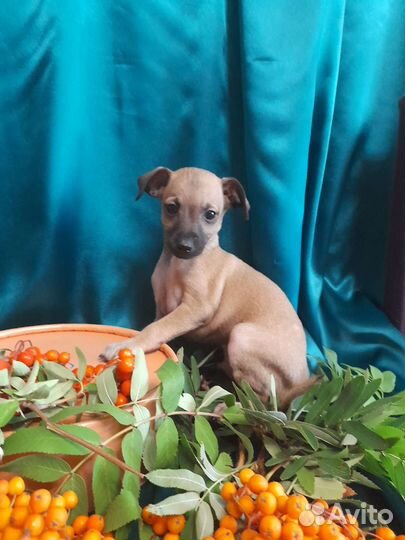 Щенки левретки