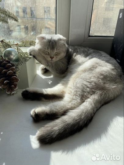 Британская вислоухая голубая золотая шиншилла