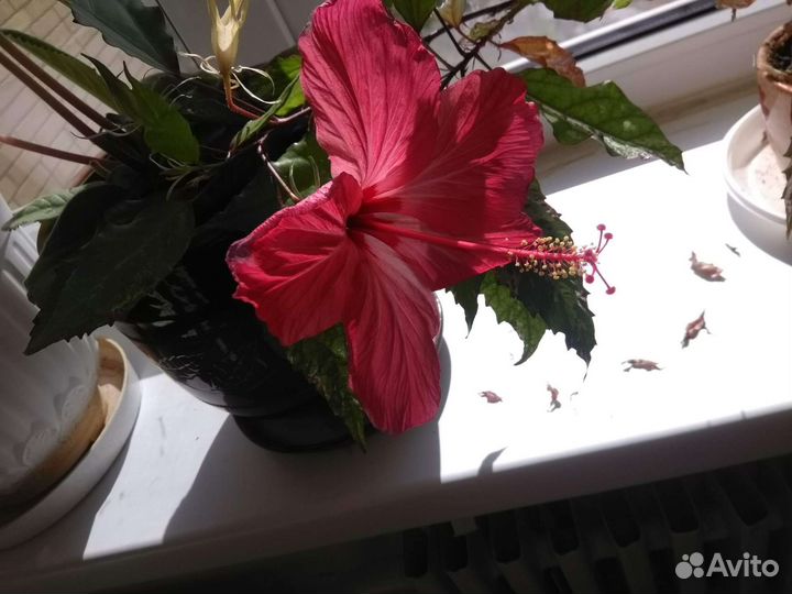 Гибискус китайская роза