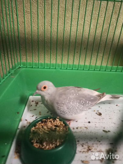 Бриллиантовая горлица с клеткой