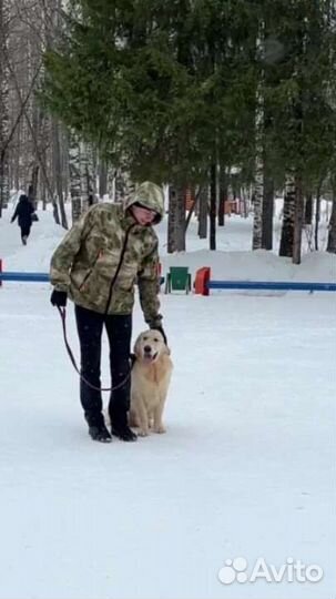 Дрессировка собак кинолог