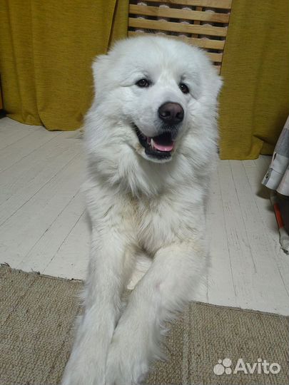 Маремма абруцкая овчарка, бесплатно