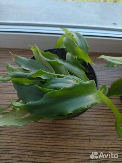 Золотой ус.лечебный