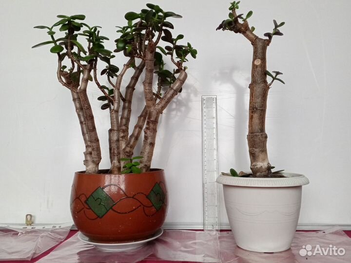 Крассула, денежное дерево, толстянка