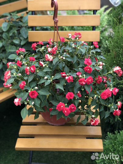 Бальзамин в подвесном кашпо