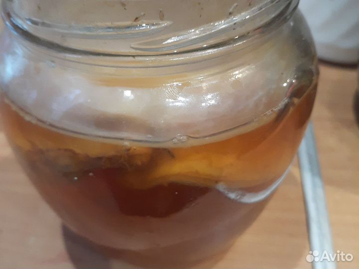 Чайный гриб бесплатно