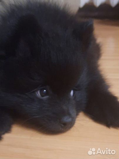 Немецкий шпиц