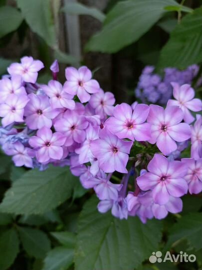 Цветы садовые, саженцы