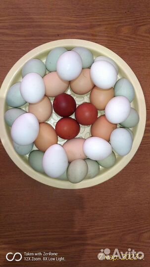 Яйцо куриное домашнее пищевое