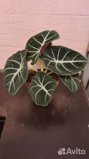 Дендробиум фаленопсис