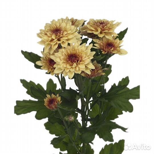 Хризантема Dante Yellow
