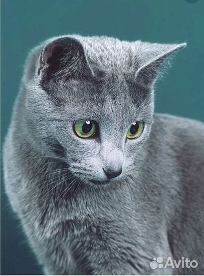 Кошка в добрые руки