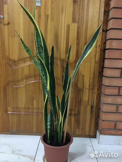 Сансевиерия комнатные цветы