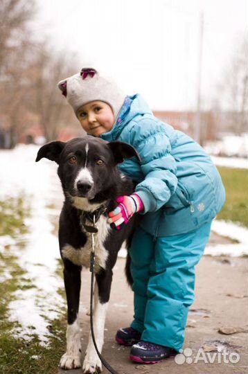 Домашний пес грустит в приюте