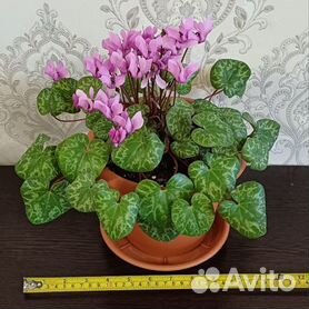 Цикламен (Cyclamen) или дряква в саду и в природе