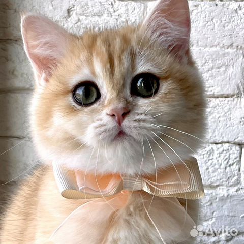 Британский золотой котенок - девочка