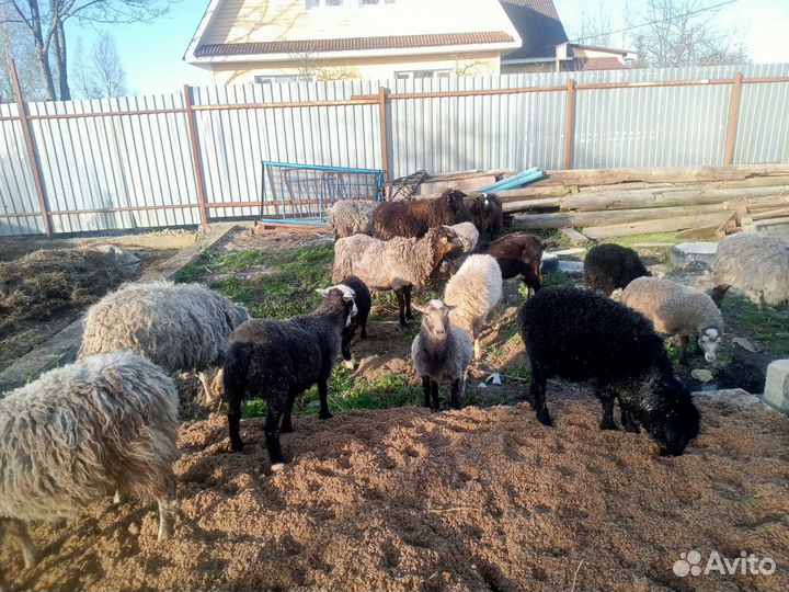 Овцы бараны