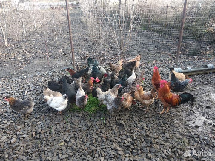 Куры доминант и оборудование