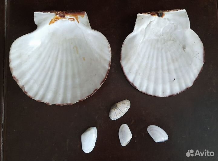 Ракушки раковины