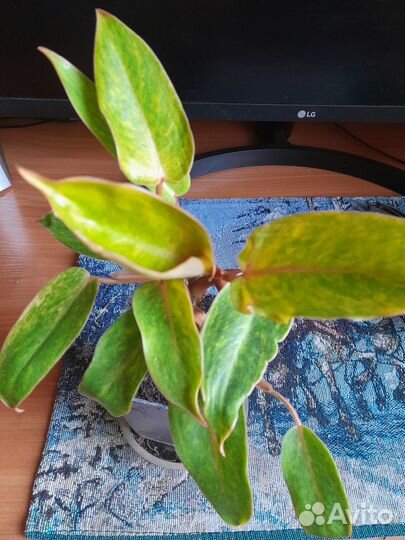 Комнатные цветы филодендрон медуза