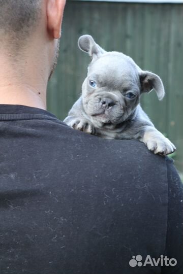 Французский бульдог