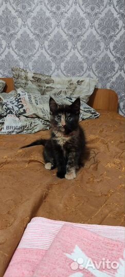 Кошка в добрые руки бесплатно