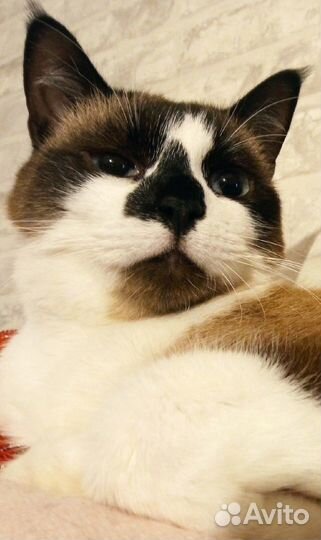 Фреда ищет дом