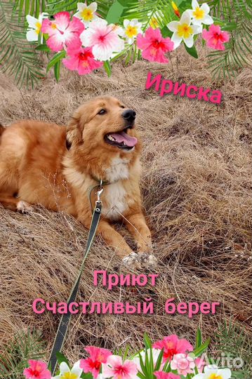 Собака в добрые руки