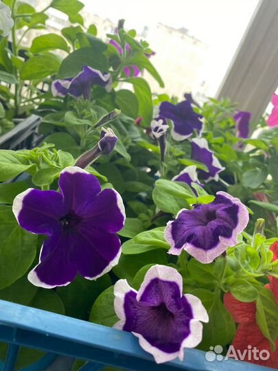 Рассада Петуния