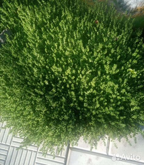 Почвопокровные растения