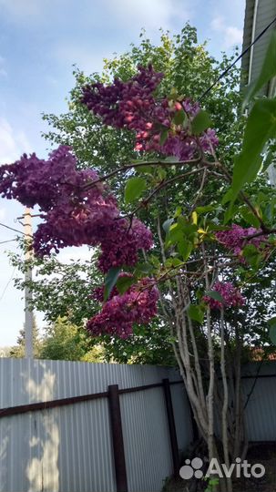 Саженцы ореха,сливы,черешни,махровой сирени,цветов