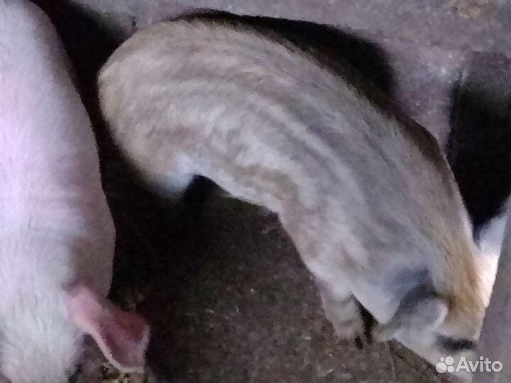 Продам кабанчиков на племя
