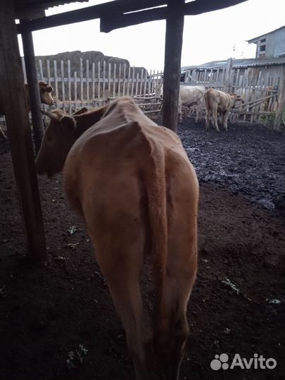 Продажа крс